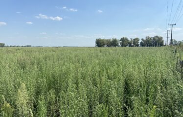 Campo sin mejoras en Roque Perez frente a ruta 205